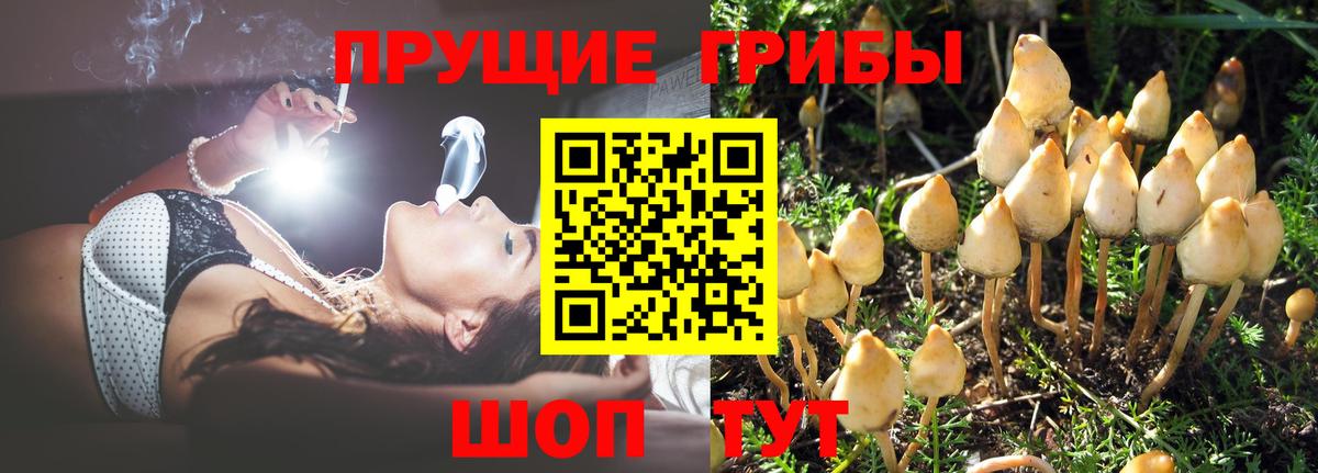 Богородицк  как найти   Вход с VPN  Псилоцибиновые грибы MAGIC MUSHROOMS  Псилоцибиновые грибы MAGIC MUSHROOMS 